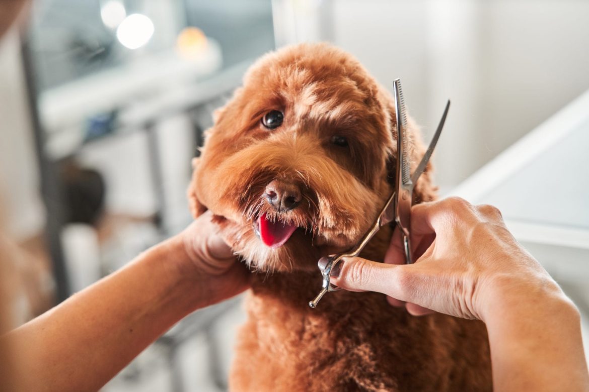 From Pup to Professional: A Guide to Certified Canine Service Pet Training