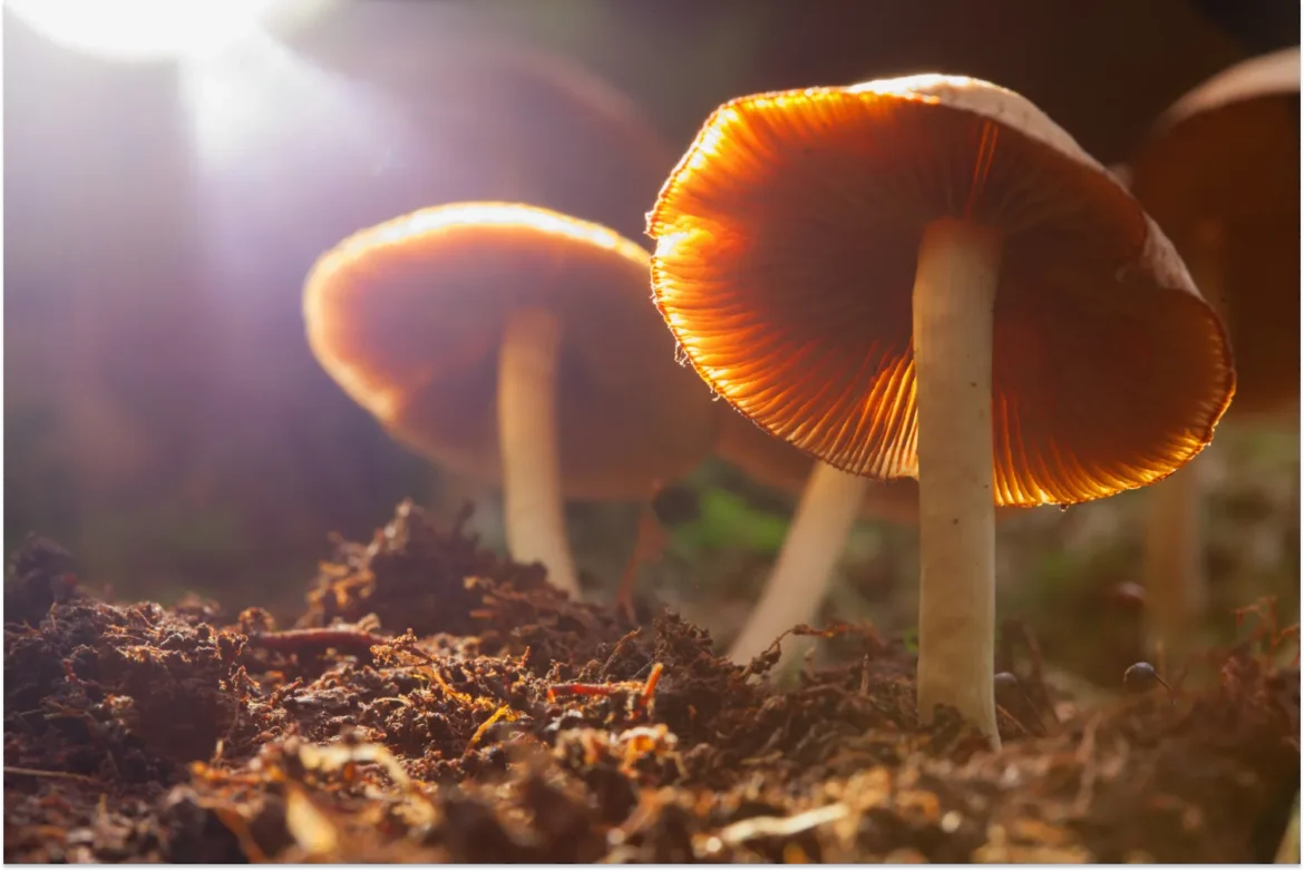 Natural Healing with Medicinal Mushrooms to Help Reduce Inflammation